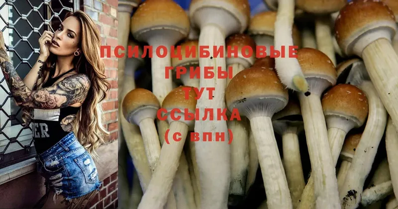 наркошоп  Коркино  Псилоцибиновые грибы MAGIC MUSHROOMS 